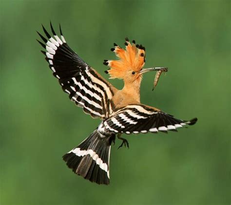 Eurasian Hoopoe Wallpaper Download To Your Mobile From Phoneky