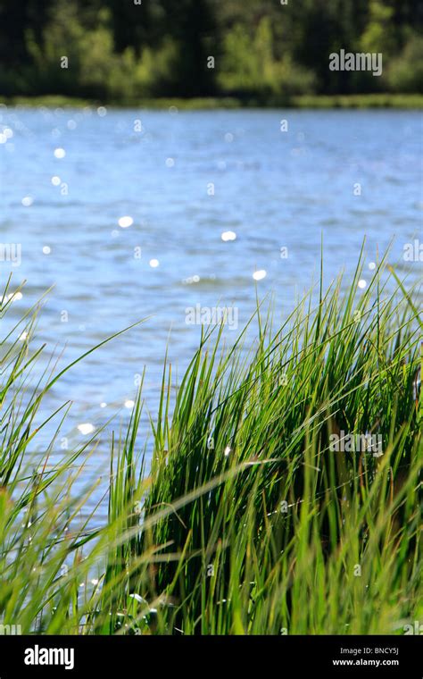 Tall Grass By A Lake Stock Photo Alamy