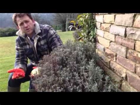 So now that you know how to grow lavender from cuttings, it's time to roll up your sleeves and get to planting! Gardening tips, Hampshire, UK- cutting back lavender - YouTube