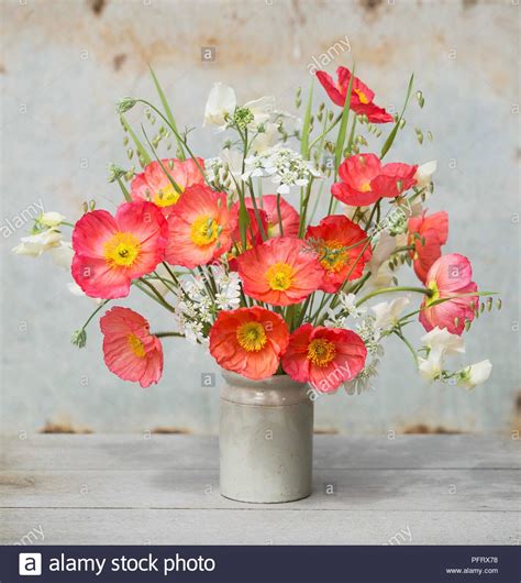 Download This Stock Image Icelandic Poppy Arrangement Pfrx78 From