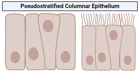 Pseudostratified Columnar Epithelium Structure Functions Examples
