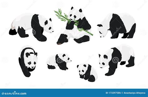Adult Giant Panda And Baby Panda Standing Holding Hands And Waving
