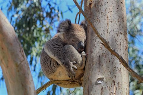 Koala Habitat Rescue Conservation Ecology Centre Cape Otway