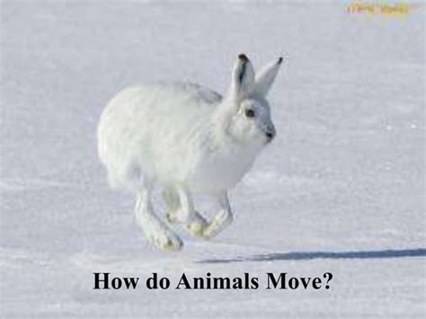 How Do Animals Move Ppt