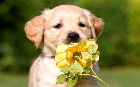 Golden Retriever Puppies Desktop Wallpaper
