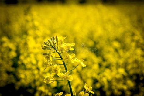Rapeseed Yellow Canola Mustard Plant Picture Image 135982584