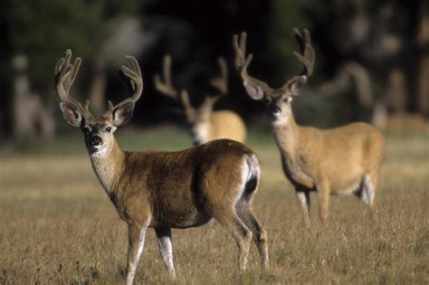I killed that starving old buck in his bed with a. Male Mule Deer, In Velvet, Look Photograph by Tim Laman