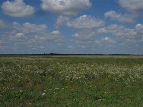 Prairie Habitat Attwater Prairie Chicken Nwr Tx 111 Flickr