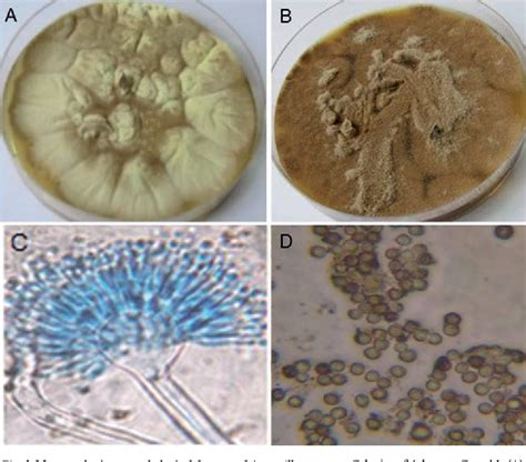 Aspergillus Carneus Semantic Scholar