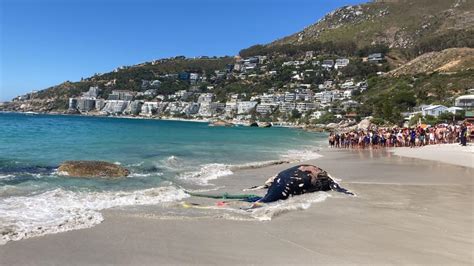 Pics Cape Town Beaches Reopen After Whale Carcass Washes Ashore News24