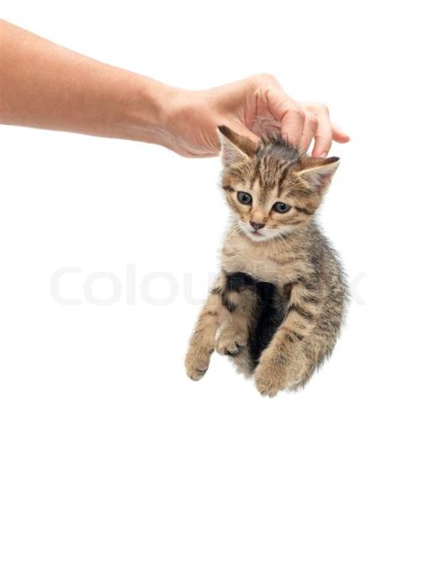 Woman Seized Kitten By The Scruff Of The Neck Stock Photo Colourbox
