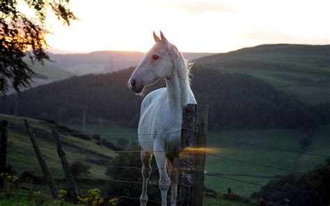 Wallpaper Sunset Nature Fence Screenshot Horse Like Mammal