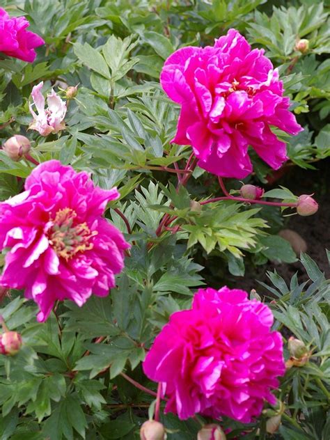 Intoxicating Itoh Peonies For Northern California Finegardening In