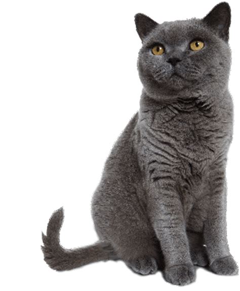 Download Grey Cat Sitting Transparent Background Image Svg Black