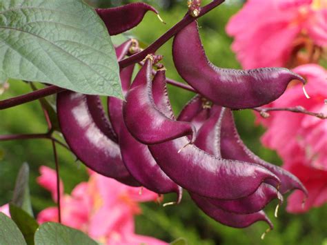 Purple Seed Pods By Zsantz On Deviantart