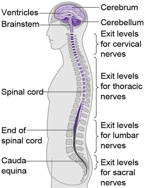 The brain interpretes the messages and despatch them to the effectors through efferent (motor) neurons. Pictures Of Central Nervous System