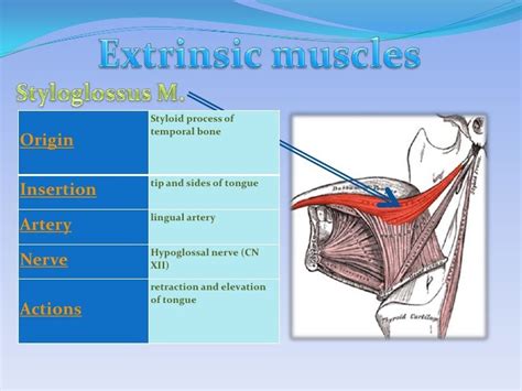 Muscles Of Tongue