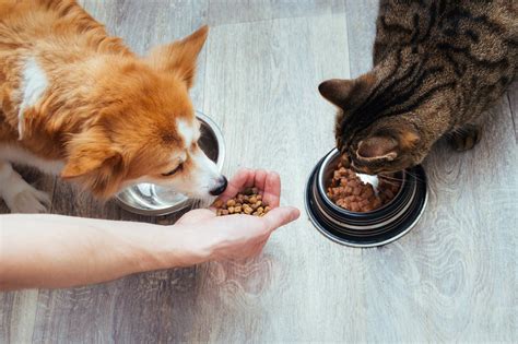 Cat And Dog Eating