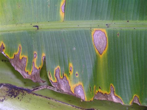 Banana | Diseases and Pests, Description, Uses, Propagation