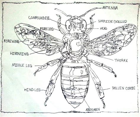 Queen Honey Bee Illustration