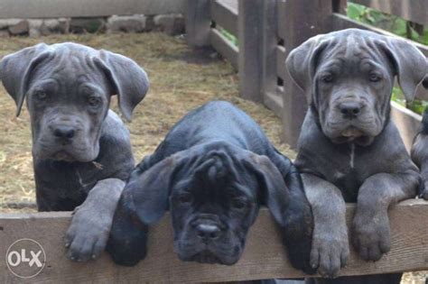 Лучшие щенки кане корсо от лучших производителей итальянских кровей, чемпионских линий. Продам итальянские кане корсо, купить итальянские кане ...