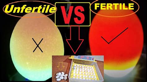 How To Check If An Egg Is Fertile Or Infertilecandel Light Test For Fertile And Infertile Eggs