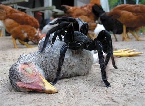 Polly is easily one of mbhi's most popular animals, mostly because she's hard to miss. 15 of the World's Most Nightmare Inducing Insects ...