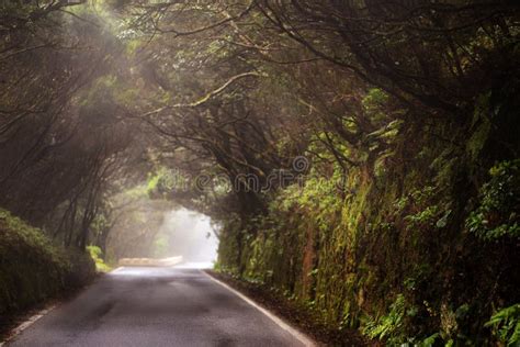 Road With Tree Tunnel During Foggy Day Stock Photo Image Of Green