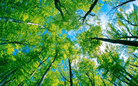 Green Forest Tree And Pure Blue Sky Wallpaper Nature And Landscape