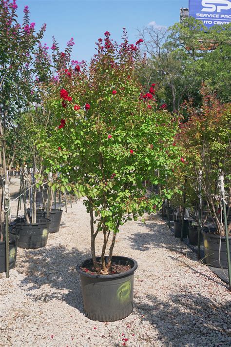 Red Rocket Crape Myrtle Red Lagerstroemia Indica Whit Iv The