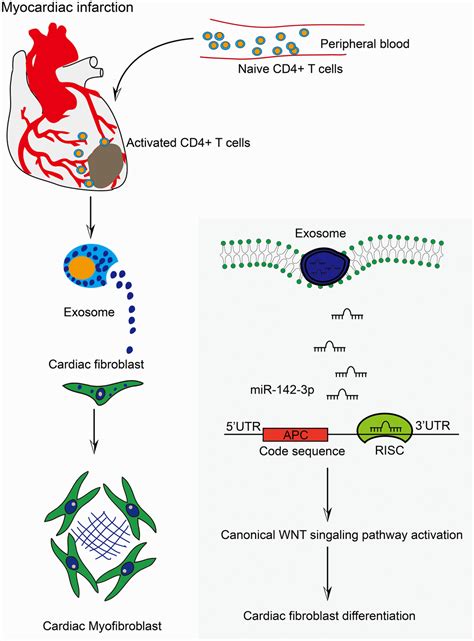 Activated Cd4 T Cells Derived Exosomal Mir 142 3p Boosts Post Ischemic