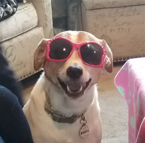 Sunglasses Dog Memes Imgflip
