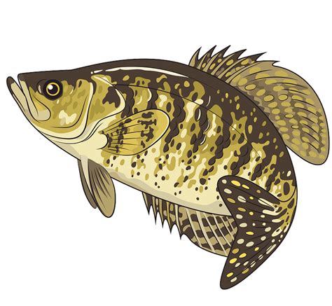 248 Free Crappie Svg Cut Files Download Free Svg Cut Files And