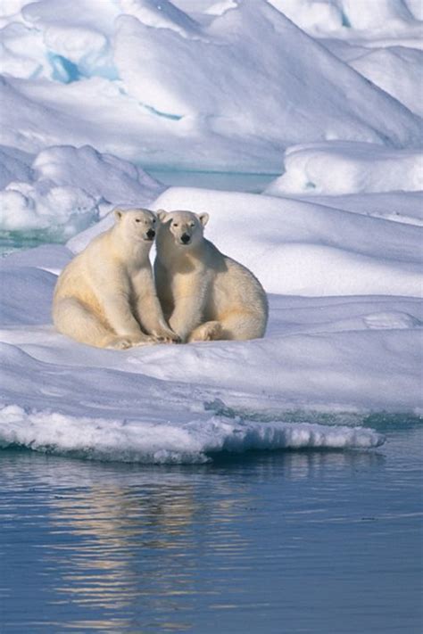 231 Best Images About Polar Bears On Pinterest Mothers Baby Polar