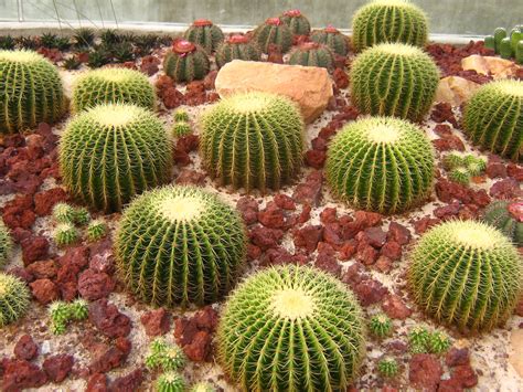 How To Take Care Of Cactus In 2023 Cactus Garden Design Cactus