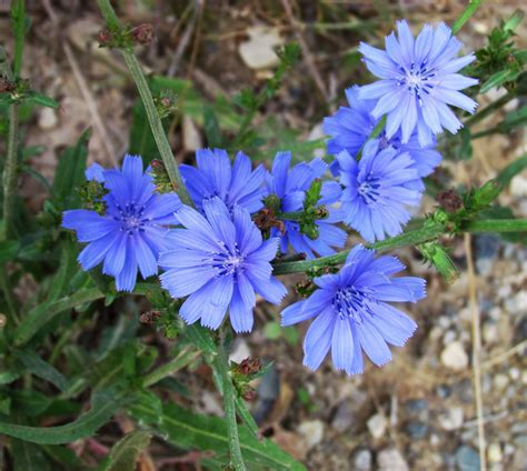 Chicory Queen Of The Roadside Oakland County Blog