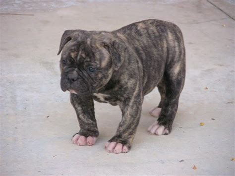 We search high and low to find the best homes to suit our dogs. pitbull bulldog mix puppies for sale | Zoe Fans Blog ...