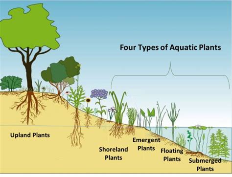 Pond Plants Are A Vital Part Of A Balanced Aquatic Ecosystem Msu