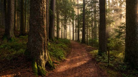 Pathway In Forest Between Long Trees And Sunbeam 4k Hd Nature
