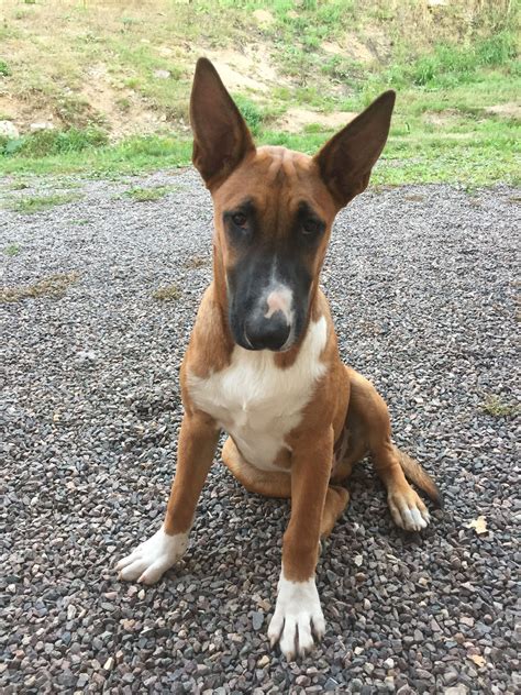 5 Months Bullterrier Malinoise Mix Obiwan Now With Stand Up Ears 🦊