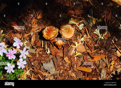 Small Growth Of Mushrooms In A Mulch Covered Garden Stock Photo Alamy