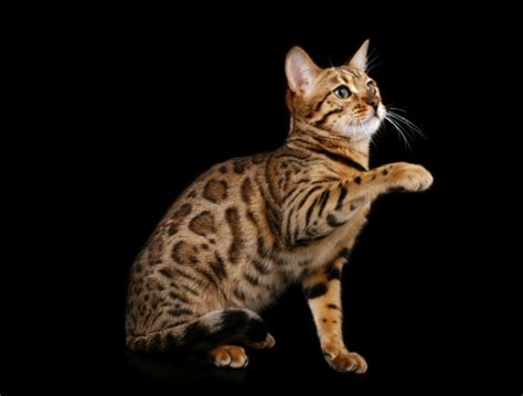 27 Facts About Bengals Royal Bengal Cattery Bengal Cats And Kittens