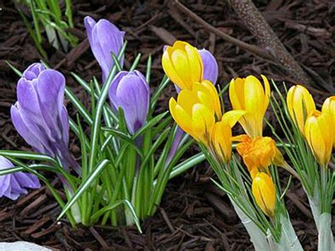 Top 6 Spring Blooming Bulbs