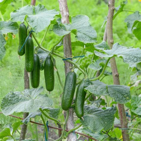 Cucumber Muncher Burpless Seeds The Seed Collection