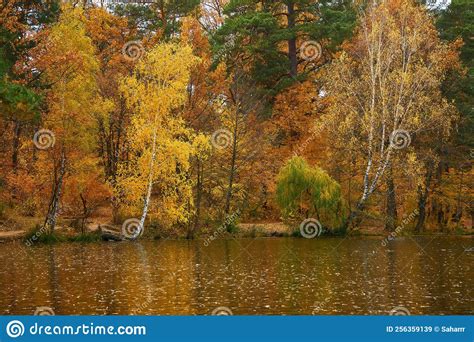 Landscape Of Golden Autumn Forest Edge With Birches And Water Beautiful
