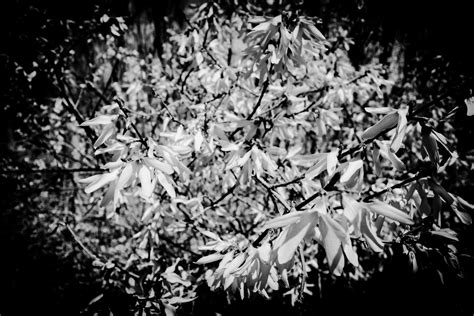 Abstract Art - Black and White Flower Photo