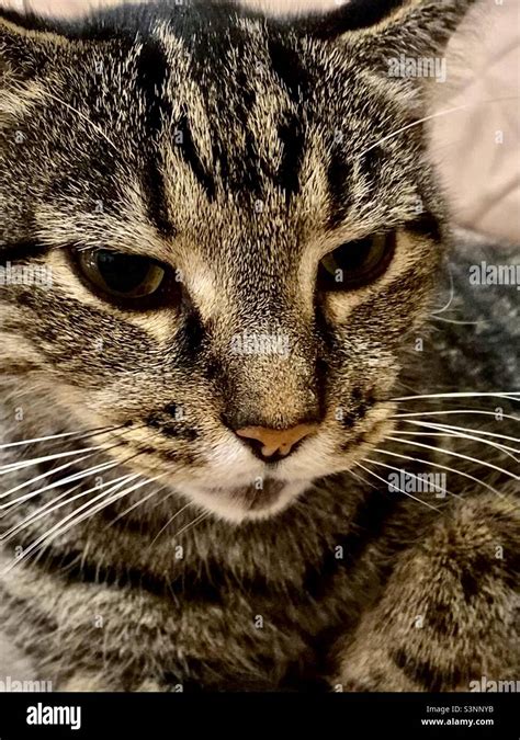 Tabby Cat Closeup Domestic Short Hair Gray Striped Tabby Cat Face