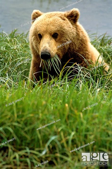 Brown Bear Eating Grass Mikfik Crk Sw Ak Summer Mcneil Game Sanctuary