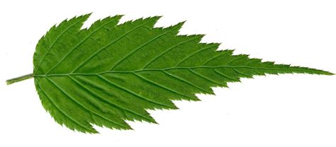 High Resolution Textures Leaf Textures