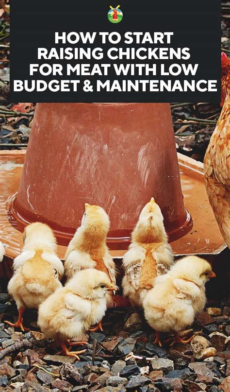 How To Start Raising Chickens For Meat With Low Budget Maintenance